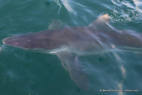 Bronze whale shark, South Africa